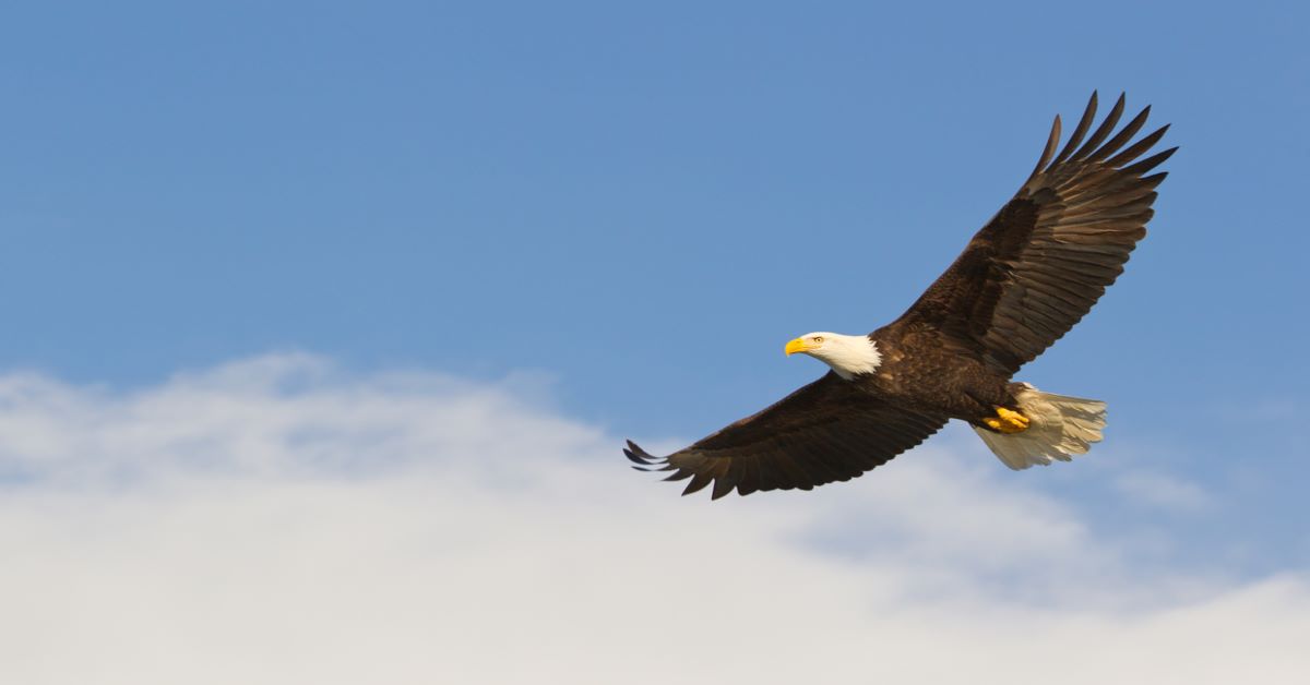 Eagle Soaring - Blog